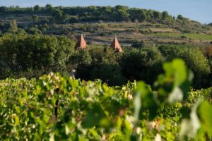 vigne_chateau_moulin_de_lene