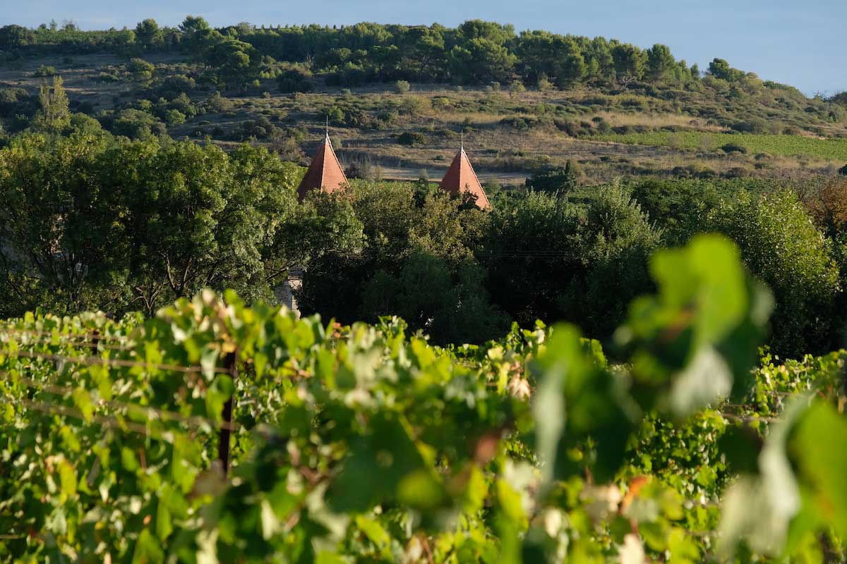 vigne_chateau_moulin_de_lene